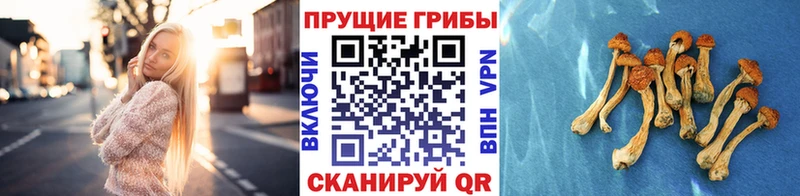 Галлюциногенные грибы ЛСД  Дмитровск 
